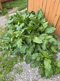 Rustikana Cochlearia Plant Seeds for Your Garden  Premium Quality Flower Seeds