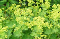 Alchemilla mollis (Lady's Mantle) Seeds for Planting
