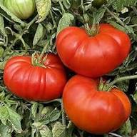 Cosmonaut Volkov Heirloom Tomato Seeds for Spring Planting | Flavorful, Early Harvest
