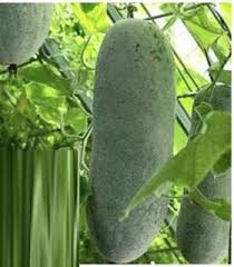 Wax Gourd Planting Seeds  Ideal for Your Vegetable Garden