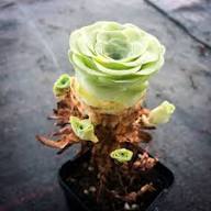Green Aeonium Greenovia Seeds for Easy Planting
