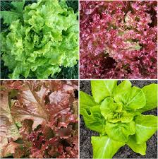 Mixed Gourmet Vegetable Planting Seeds