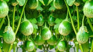 Thai Eggplant Seeds for Planting - Cultivate Flavorful and Versatile Vegetables in Your Garden