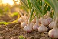 White Porcelain Vegetable Seeds for Planting  Unique Garden Addition