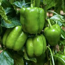 Green Crispum Vegetable Seeds for Planting  Fresh Leafy Greens
