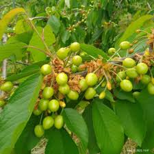 Light Green and Red Cherry Fruit Seeds for Planting