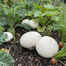 Puffball Mushroom Vegetable Planting Seeds