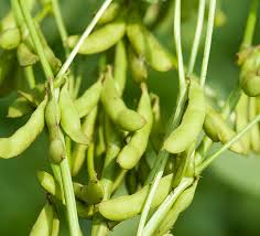 Green Edamame Seeds for Beer Brewing  Planting Seeds