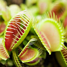 Carnivorous or Venus flytrap (Dionaea muscipula) Flower seeds for Planting - Vibrant Colors, Heirloom & GMO Free Seeds for Home Garden