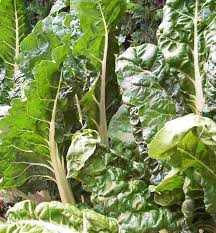 Green Chard Vegetable Seeds  Perfect for Home Gardening