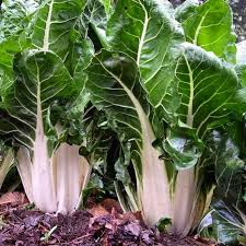 Green Swiss Chard Seeds for Vegetable Planting