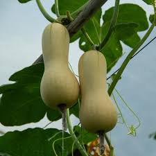 Yellow Butternut Vegetable Seeds Planting