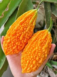 Orange Bitter Gourd Vegetable Planting Seeds for Your Garden