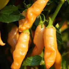 Sugar Rush Peach Pepper Vegetable Seeds for Planting