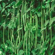 Green Asparagus Bean Seeds for Planting