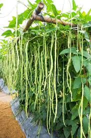 Green Asparagus Bean Seeds for Planting