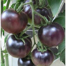 Black Tomato Seeds for Planting