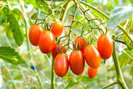Orange Grape Tomato Seeds for Planting