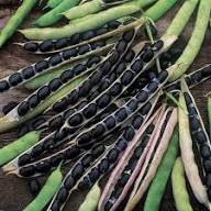 Black Soybean Planting Seeds  Organic Vegetable Seeds