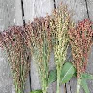 Broom Sorghum Planting Seeds | Ideal for Growing & Harvesting