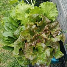 Green Brown Prizehead Vegetable Seeds for Planting