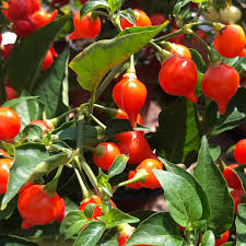 Biquinho Seeds for Home Vegetable Planting