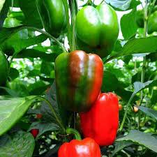 Cal Wonder Pepper Seeds for Easy Planting