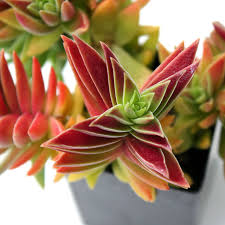 Red Pagoda Flower seeds for Planting - Seasonal Bloomer, Heirloom & GMO Free Seeds for Home Garden