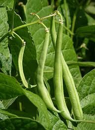Green Romano Pole Bean Seeds for Vegetable Planting