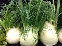 White Fennel Seeds for Planting
