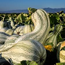 Cushaw Pumpkin Seeds for Easy Planting