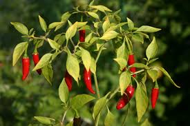 Chile Pepper Planting Seeds for Vegetable Gardens