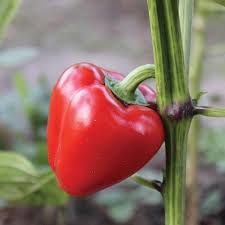 Aka Chapeau Pepper Vegetable Seeds  Planting Essentials