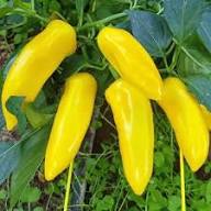 Yellow Bedder Pepper Planting Seeds
