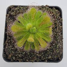 Green Sundew Flower seeds for Planting - Compact Growth, Heirloom & GMO Free Seeds for Home Garden