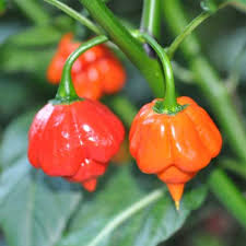 Red Trinidad Scorpion Seeds for Planting  Hot Pepper Variety