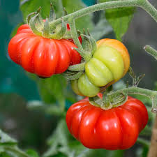 Red Costoluto Tomato Seeds for Vegetable Gardening - Easy Planting