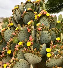 Opuntia Chlorotica Seeds for Planting  Mixed Cactus Variety