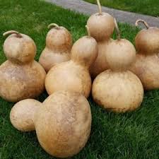 Brown Bottle Gourd Seeds for Vegetable Planting