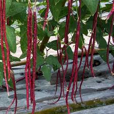 Red Unguiculata Vegetable for Planting Seeds