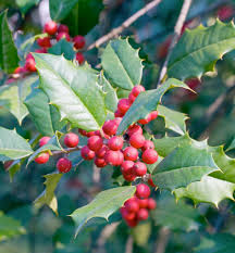 Opaca Tree Seeds for Planting Grow Your Own Tree