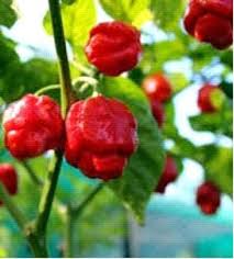 Hurt Berry Pepper Seeds for Planting