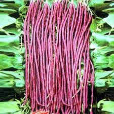 Red Unguiculata Vegetable for Planting Seeds