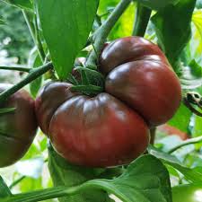Marron Tomato Seeds for Planting - Premium Vegetable Seeds