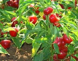 Red Giant Rocoto Pepper Seeds for Planting