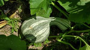 Cushaw Pumpkin Seeds for Easy Planting
