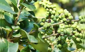 Green Aegle Marmelos Seeds for Planting