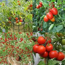 Geranium Kiss Tomato Vegetable Seeds for Planting
