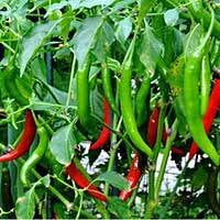Mixed Serrano Chili Seeds for Home Gardening