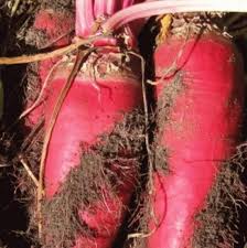 Red Mammoth Beet Vegetable Seeds for Easy Planting